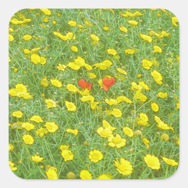 Aquarellmohn Quadratischer Aufkleber (Vorderseite)