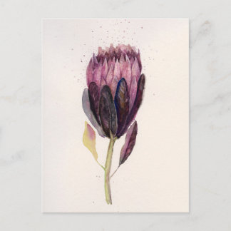 AquarellProtea Postkarte