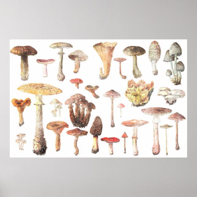 Aquarellzeichnung der gemeinsamen Pilze Poster (Vorne)