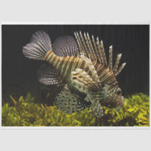 Aquarienfisch Seidenpapier