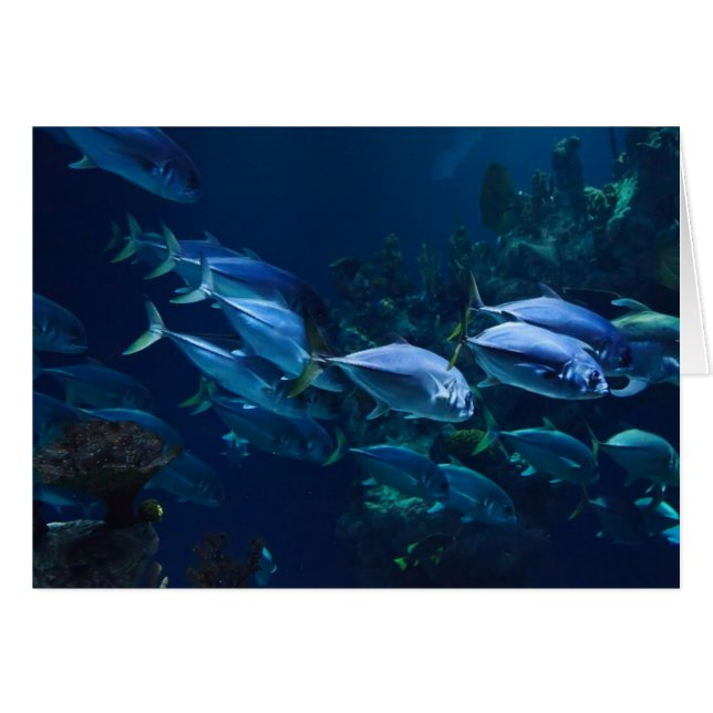 Aquarium (Devant Horizontal)