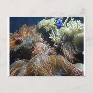 Aquarium Fish Postkarte