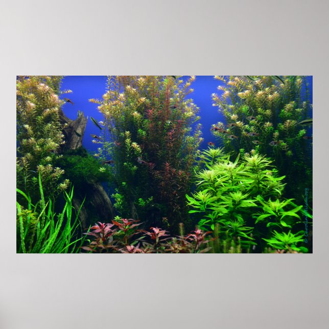 Aquarium für Aquarium Hintergrund Poster (Vorne)