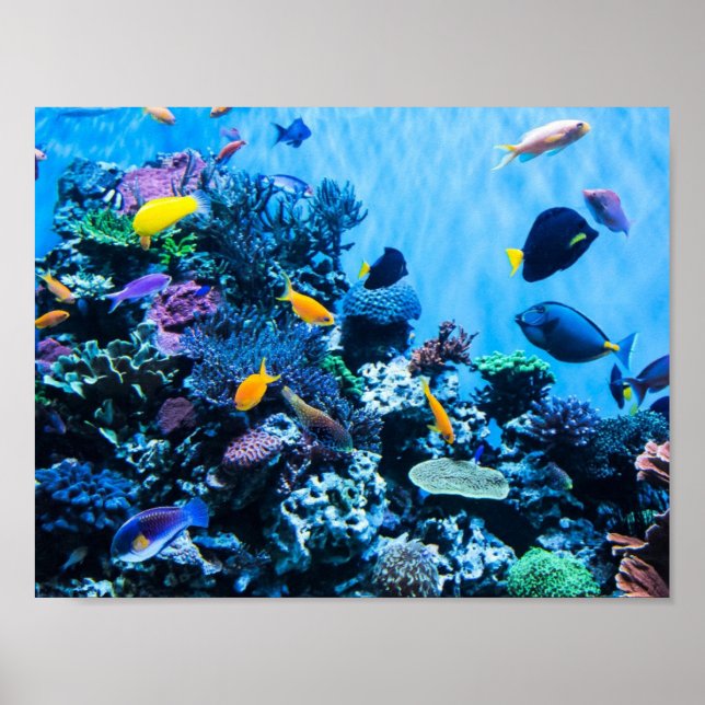 Aquarium Poster (Vorne)