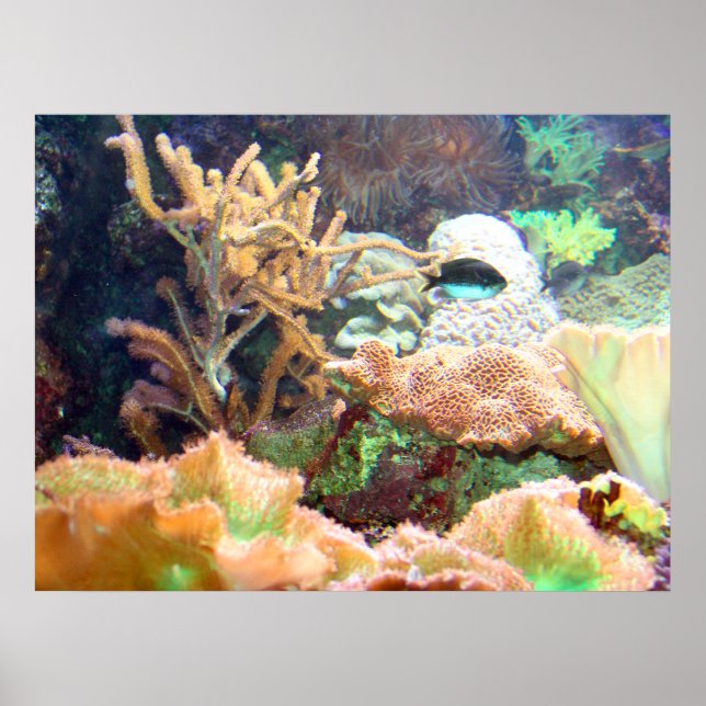 Aquarium Poster (Vorne)