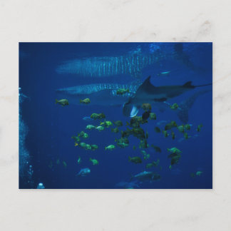 Aquarium Postkarte