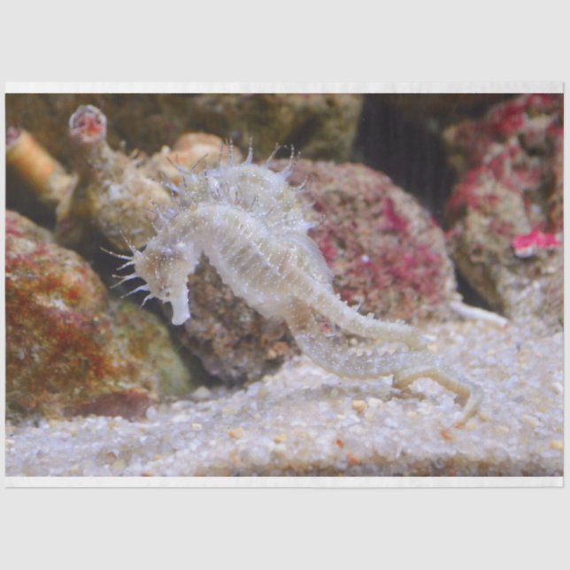 Aquarium-Seepferd Seidenpapier (Vorderseite)