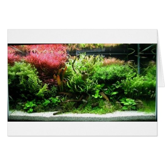 Aquascape Karte