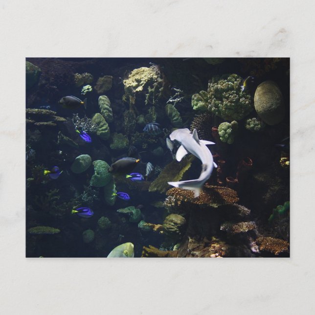 Aquatic Life Postkarte (Vorderseite)