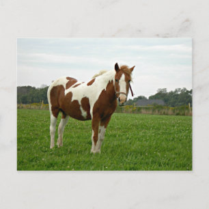 Aquebogue Painted Horse Postkarte