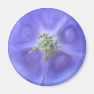 Aquilegia Blume Magnet
