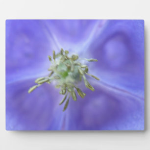 Aquilegia Blume Plaque Fotoplatte