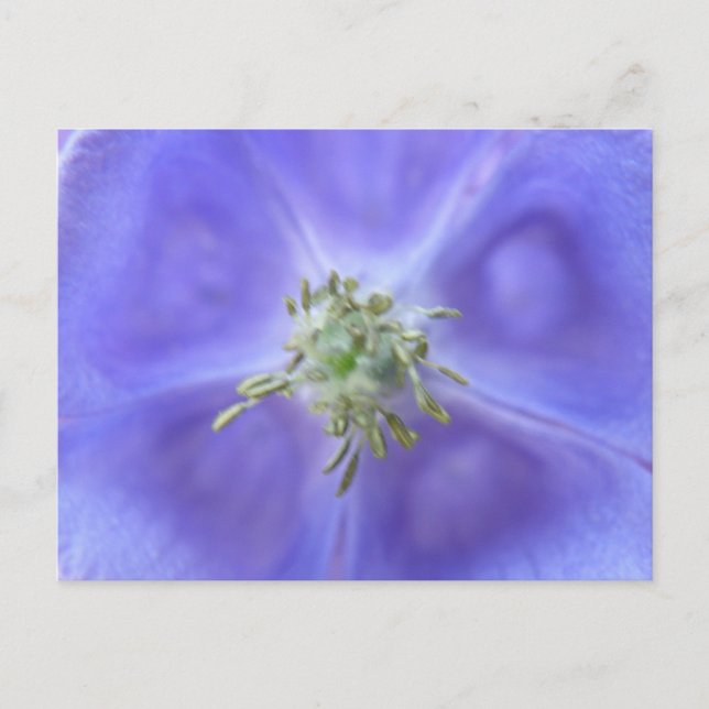 Aquilegia Blume Postkarte (Vorderseite)