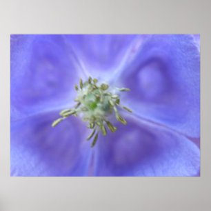 Aquilegia Blume Print Poster