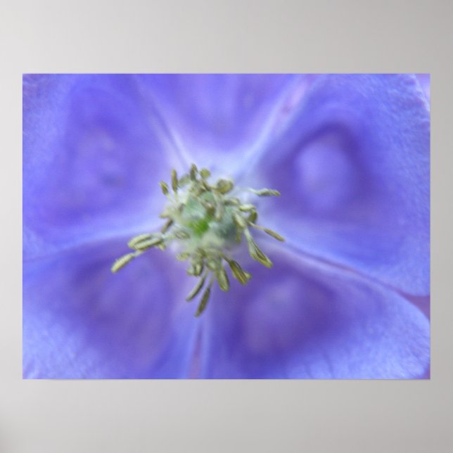 Aquilegia Blume Print Poster (Vorne)