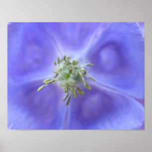 Aquilegia-Blumenprint Poster