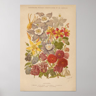 Aquilegia   George Nicholson Poster