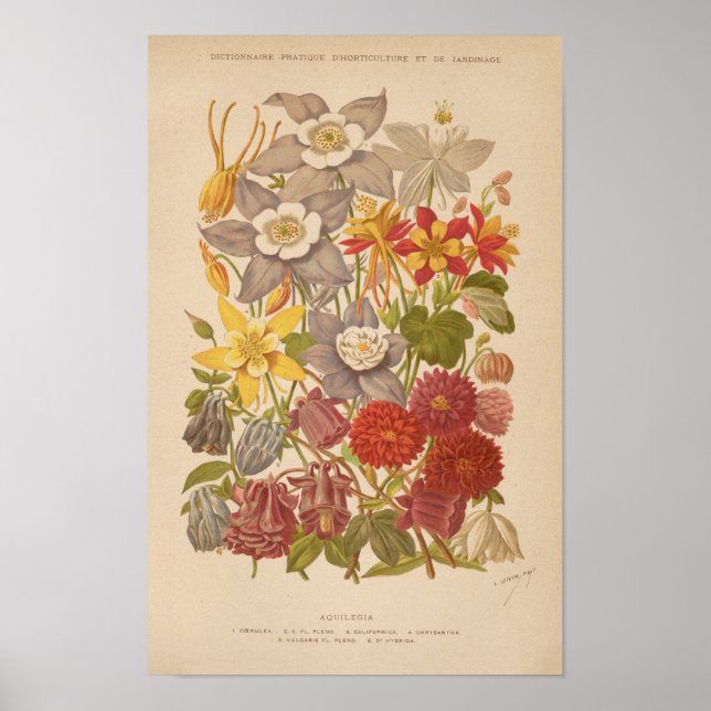 Aquilegia | George Nicholson Poster (Vorne)