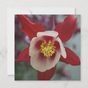 Aquilegia Granny's Bonnet, Kolumbus Grußkarte Karte