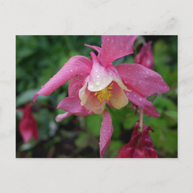 Aquilegia nach dem Regen Postkarte (Vorderseite)