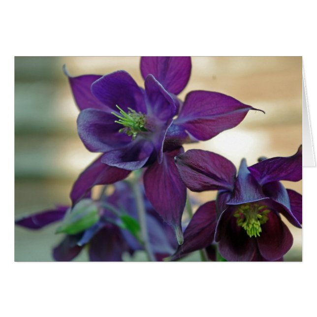 Aquilegia vulgaris-Blume (Vorderseite (Horizontal))