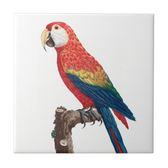 Ara Canga Parrot Fliese (Vorderseite)