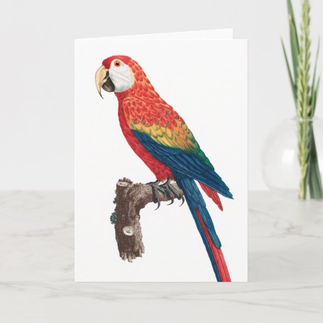 Ara Canga Parrot Karte (Vorderseite)