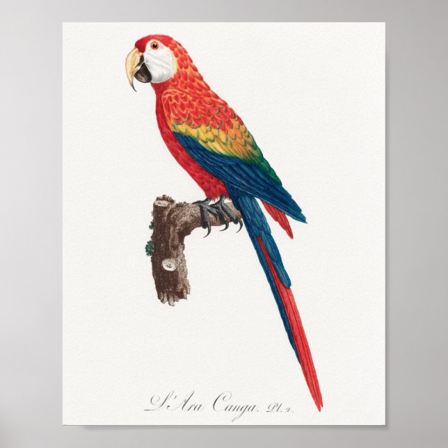 Ara Canga Parrot Poster (Vorne)