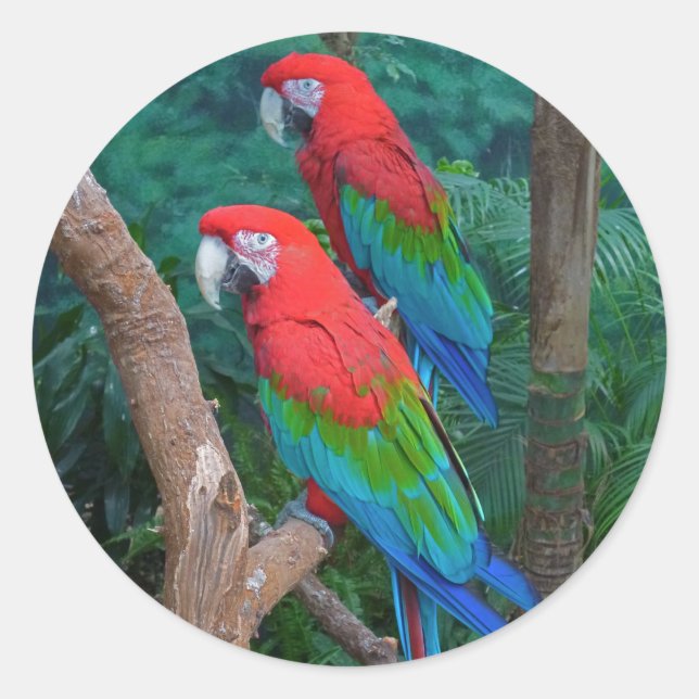 Ara Chloropterus, zwei Rot- und Grünflügelmakaos Runder Aufkleber (Vorderseite)