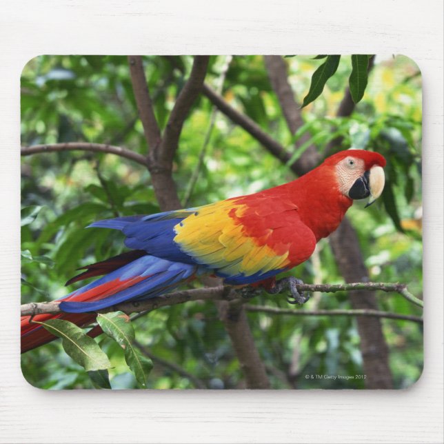 Ara de Scarlet auf der Baumgrenze Mousepad (Vorne)