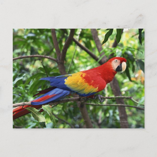 Ara de Scarlet auf der Baumgrenze Postkarte (Vorderseite)
