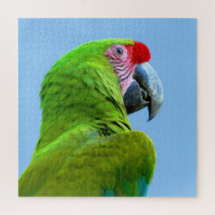 Ara Militaris Grüner Paprot