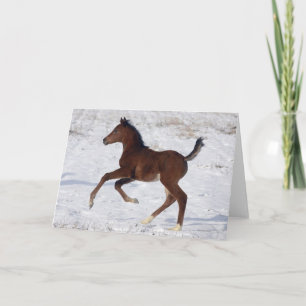 Arab Foal in the Snow Karte