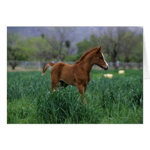 Arab Foal Stehend