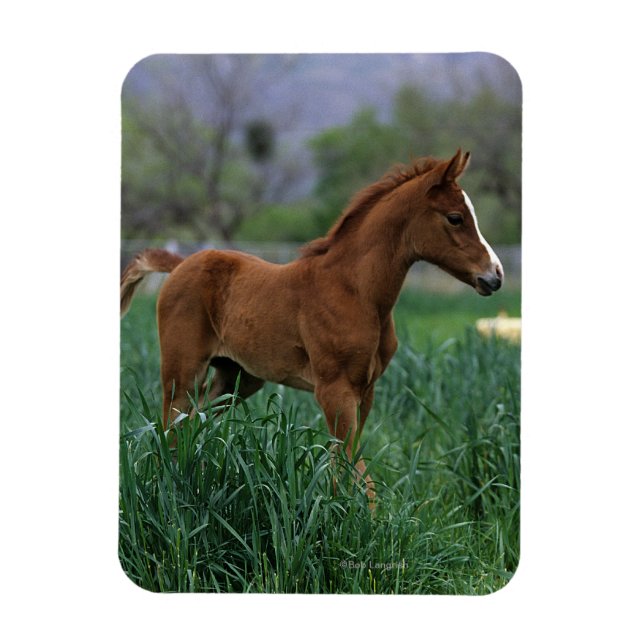 Arab Foal Stehend Magnet (Vertikal)