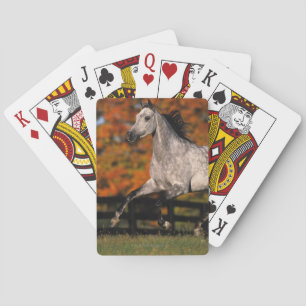 Arab Horse: Autumn 1 Spielkarten