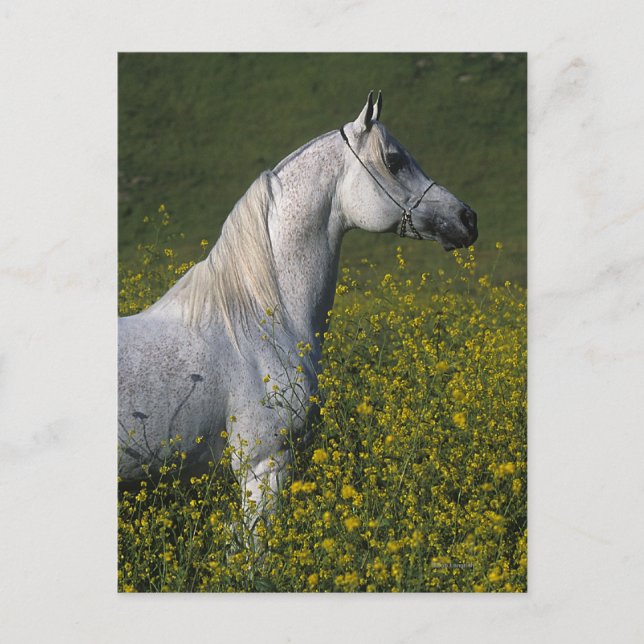 Arab Horse Standing in Flowers Postkarte (Vorderseite)