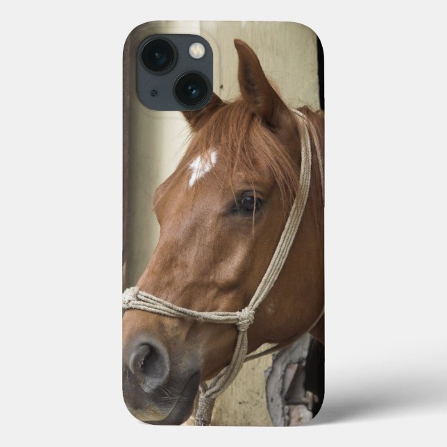 Arab Horses Case-Mate iPhone Hülle (Rückseite)