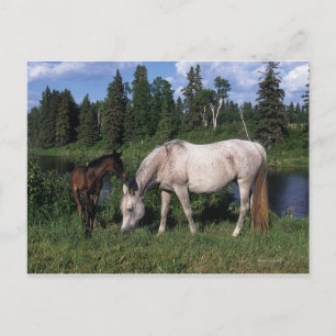 Arab Mare & Foal 2 Postkarte