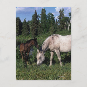 Arab Mare & Foal 2 Postkarte