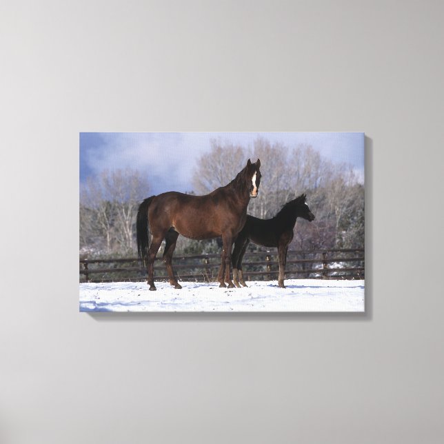Arab Mare & Foal in Snow Leinwanddruck (Vorderseite)