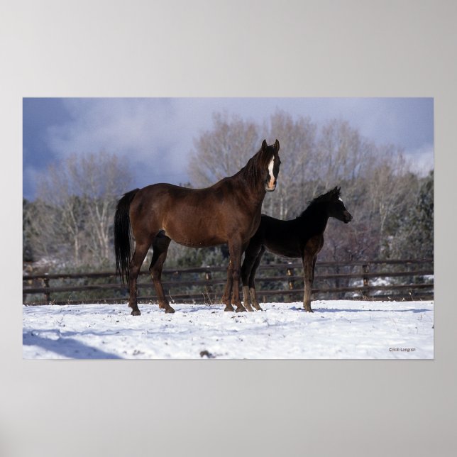 Arab Mare & Foal in Snow Poster (Vorne)