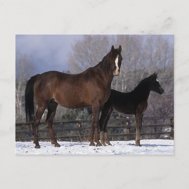 Arab Mare & Foal in Snow Postkarte (Vorderseite)