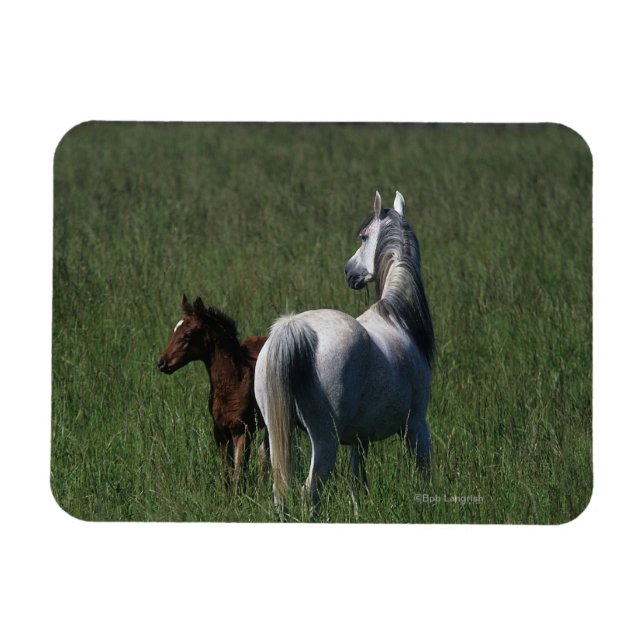 Arab Mare & Foal Magnet (Horizontal)
