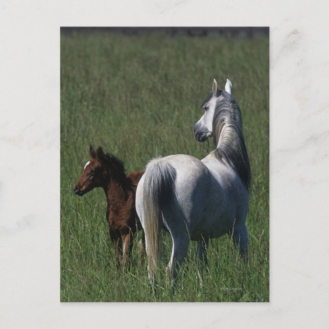 Arab Mare & Foal Postkarte (Vorderseite)