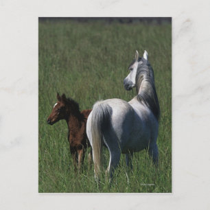 Arab Mare & Foal Postkarte