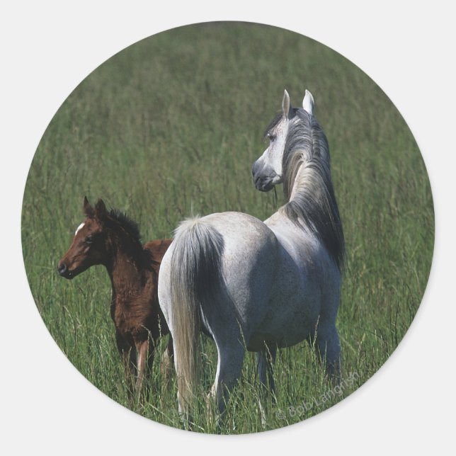 Arab Mare & Foal Runder Aufkleber (Vorderseite)