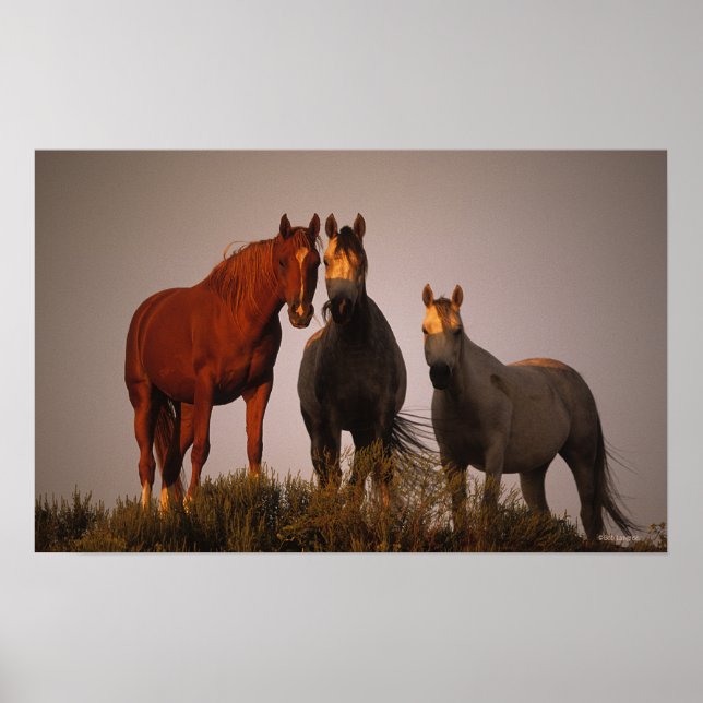 Araber bei Sunset Poster (Vorne)