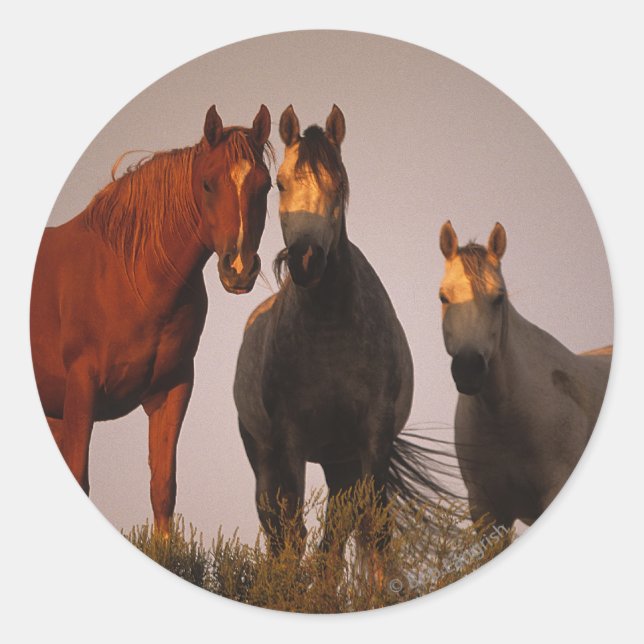 Araber bei Sunset Runder Aufkleber (Vorderseite)