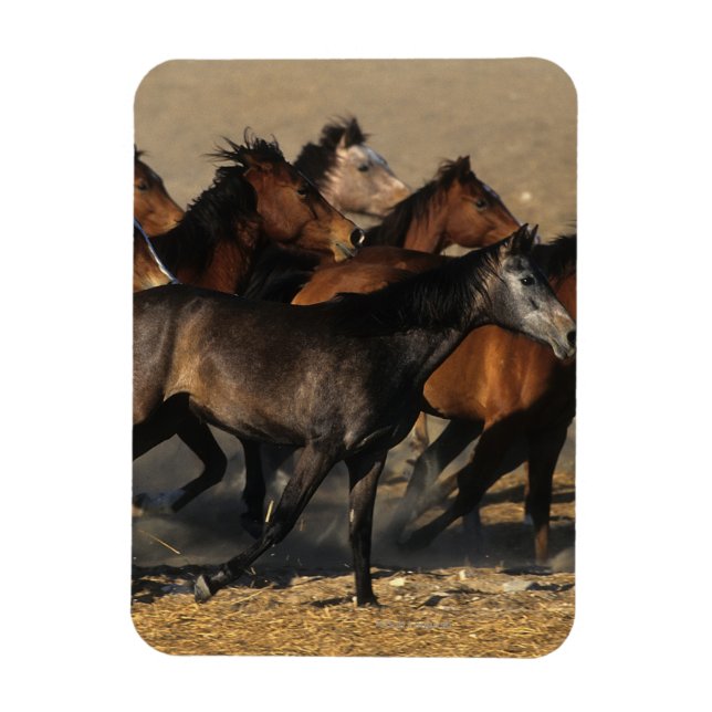 Araber, die in der Wüste laufen Magnet (Vertikal)